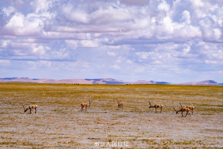 可愛壁紙上新！藏羚羊就是高原上的精靈吧