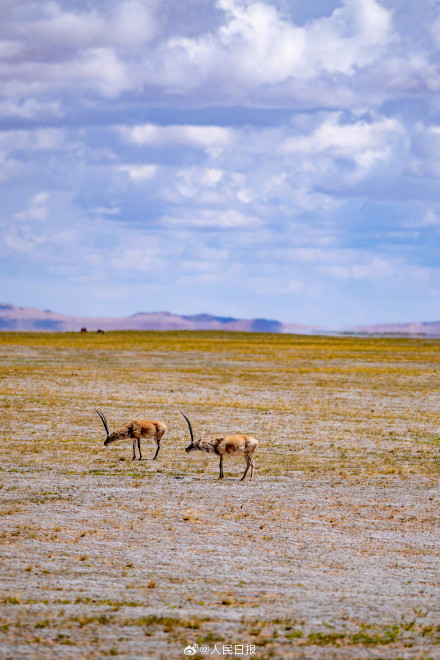可愛壁紙上新！藏羚羊就是高原上的精靈吧