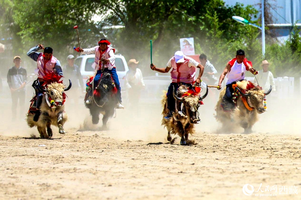拉薩首屆農(nóng)牧民運(yùn)動(dòng)會(huì)上的賽牦牛比賽。