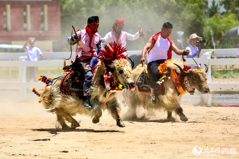 拉薩首屆農(nóng)牧民運(yùn)動(dòng)會(huì)上的賽牦牛比賽。