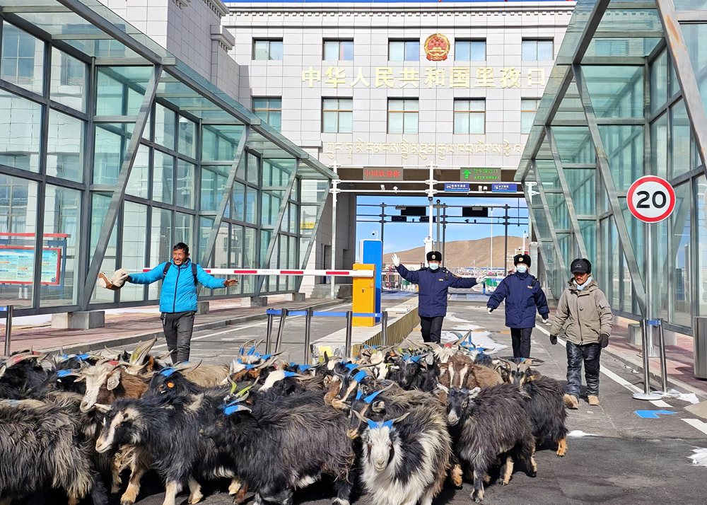 海關(guān)關(guān)員監(jiān)管驗(yàn)放出口活羊。次旺久美攝