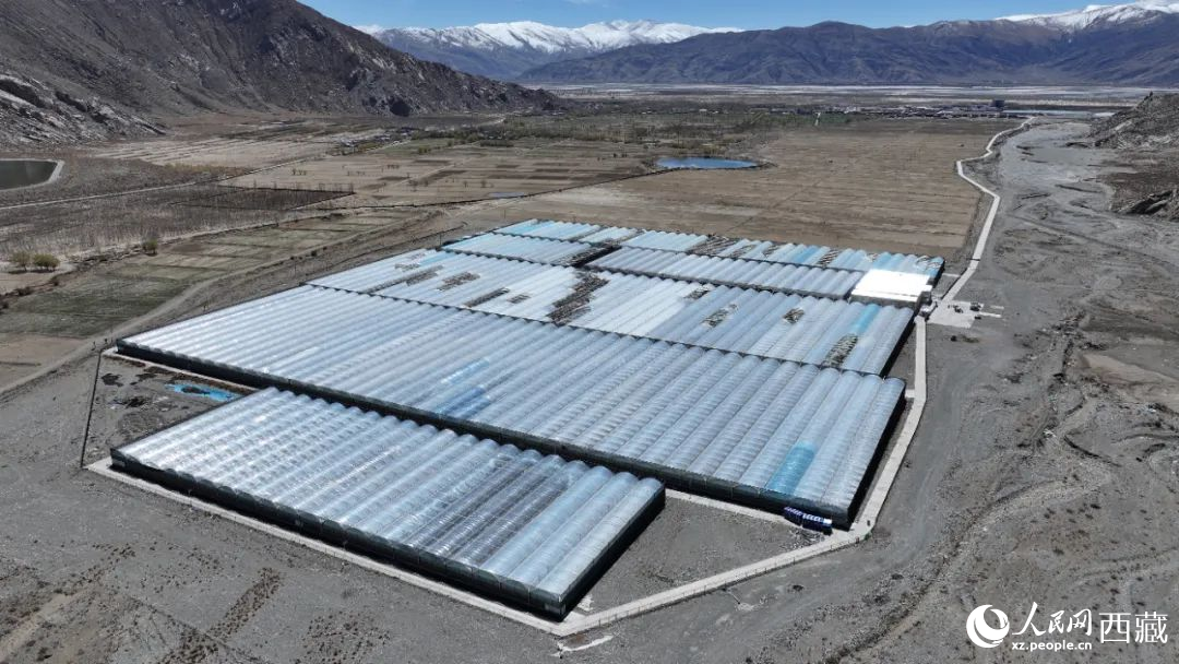 戈壁田園全景。次仁龍布攝