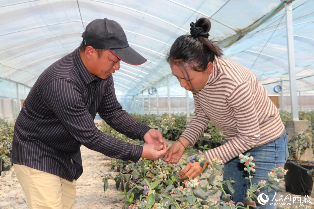 技術(shù)員劉家平和措姆在溫室大棚檢查藍莓的長勢。次仁龍布攝