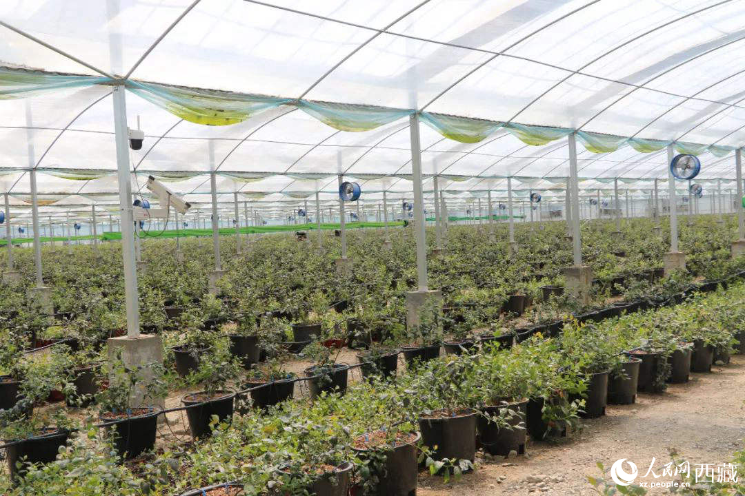 戈壁田園藍莓工業(yè)化種植基地。次仁龍布攝