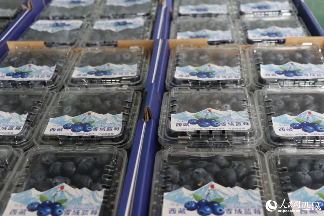 包裝好的藍莓。次仁龍布攝
