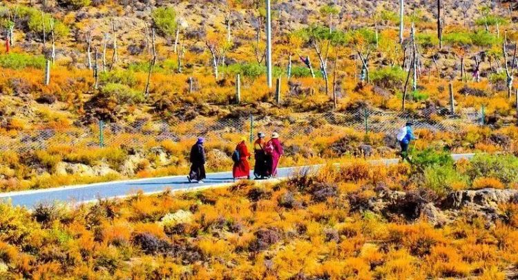 懂西藏的人，一定不會錯過林芝的秋天