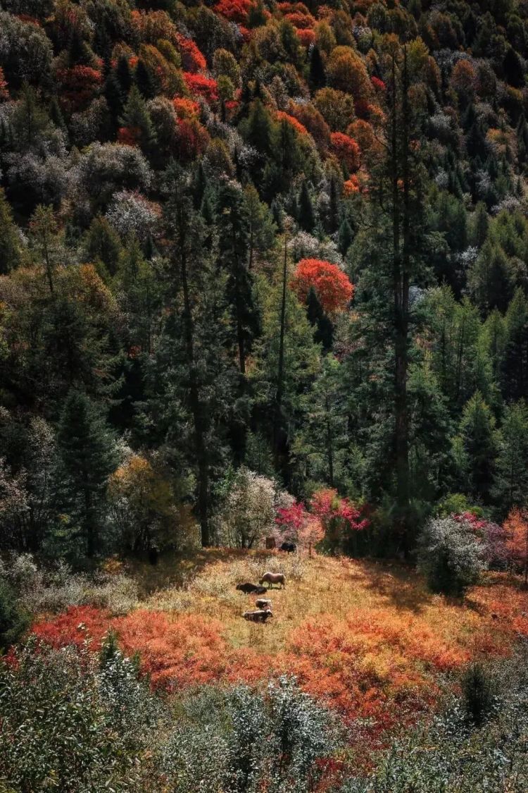 懂西藏的人，一定不會錯過林芝的秋天