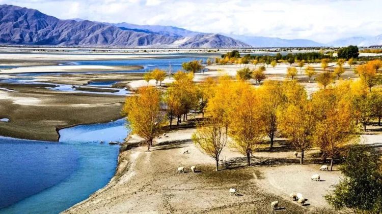 懂西藏的人，一定不會錯過林芝的秋天