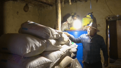 青稞“蛻變”，牦牛“出圈”！看西藏農(nóng)牧民的“十四五”豐收答卷