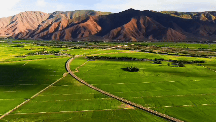 青稞“蛻變”，牦牛“出圈”！看西藏農(nóng)牧民的“十四五”豐收答卷