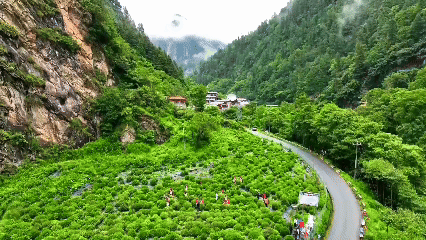 青稞“蛻變”，牦牛“出圈”！看西藏農(nóng)牧民的“十四五”豐收答卷