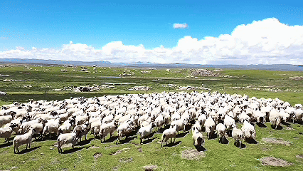 青稞“蛻變”，牦?！俺鋈Α?！看西藏農(nóng)牧民的“十四五”豐收答卷