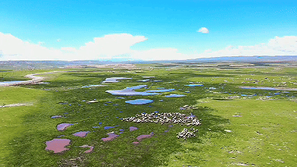 青稞“蛻變”，牦?！俺鋈Α保】次鞑剞r(nóng)牧民的“十四五”豐收答卷