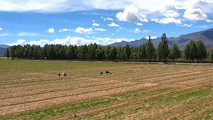 青稞“蛻變”，牦牛“出圈”！看西藏農(nóng)牧民的“十四五”豐收答卷