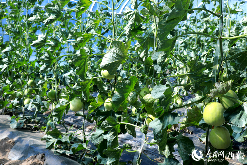 溫室中種植的瓜類作物果實(shí)累累。人民網(wǎng)記者 吳雨仁攝