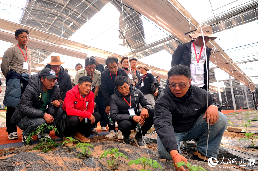 農(nóng)業(yè)專家蹲在田壟間，為圍攏過來的科技專干和基層農(nóng)技人員現(xiàn)場(chǎng)講解定植要點(diǎn)。人民網(wǎng)記者 吳雨仁攝