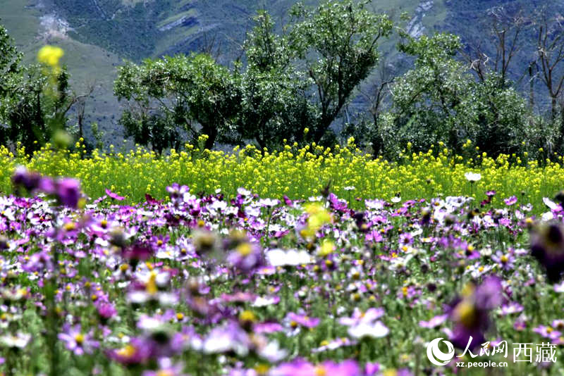 油菜花與格?；ㄏ嘤吵扇?。人民網(wǎng) 李海霞攝