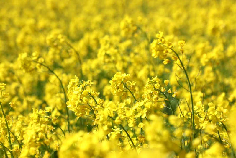 油菜花盛開(kāi)。洛克攝