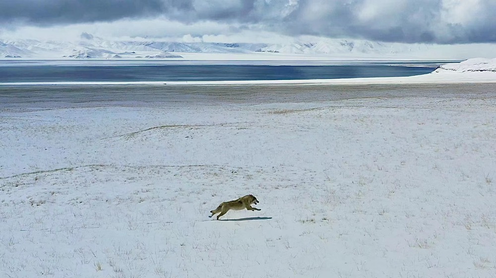 雪地里疾馳的阿里“狼”。