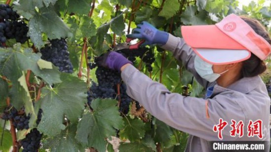 圖為當(dāng)?shù)卮迕癫烧咸?。　山南桑日縣委宣傳部提供