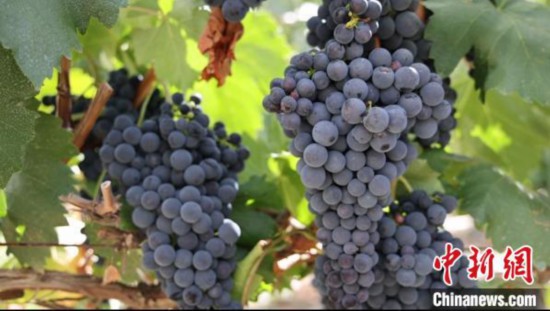 圖為桑日縣種植的葡萄?！∩侥仙Ｈ湛h委宣傳部提供