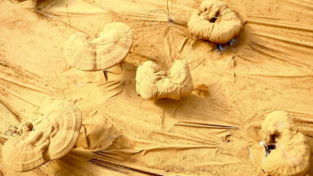 靈芝基地內(nèi)孢子粉布滿塑料膜。