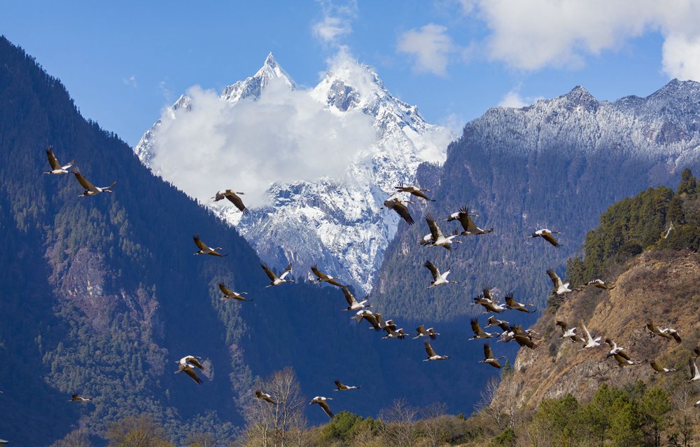 黑頸鶴蹁躚起舞美如畫。索多攝