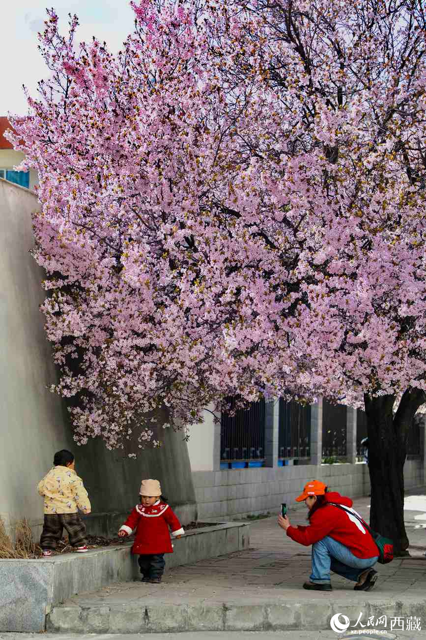 桃林下，拉薩市民游客樂享春光。人民網(wǎng)記者 次仁羅布攝