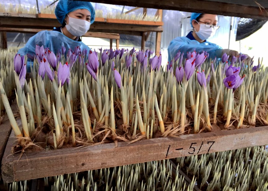 林芝天旺農(nóng)牧產(chǎn)品有限公司藏紅花種植基地工作人員采摘藏紅花。趙新民攝