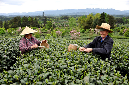 貴州省湄潭縣大力發(fā)展茶葉產(chǎn)業(yè)，60萬(wàn)畝生態(tài)茶園實(shí)現(xiàn)了“綠水青山變成金山銀山”，生態(tài)與經(jīng)濟(jì)協(xié)調(diào)發(fā)展。圖為湄潭縣湄江街道金花村茶農(nóng)采茶 瞿欣含攝 _副本.jpg