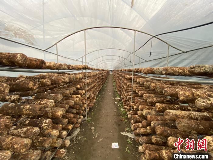 圖為基地里的食用菌菌棒。　劉鵬 攝