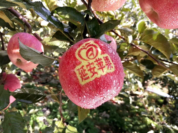 延安蘋果。柳林鎮(zhèn)果技站供圖。