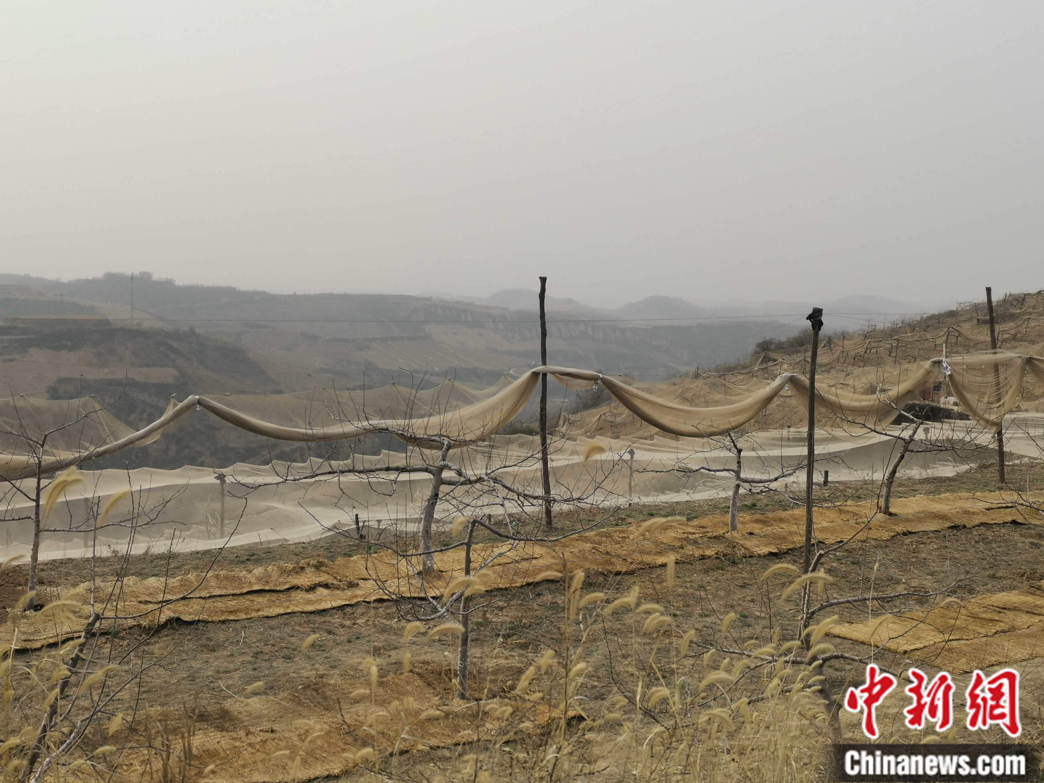 陜西省延安市寶塔區(qū)柳林鎮(zhèn)麻塔村蘋果園。 <a target='_blank'  ><p  align=