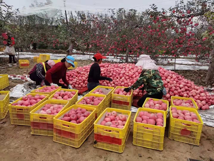 來源：柳林鎮(zhèn)果技站供圖。
