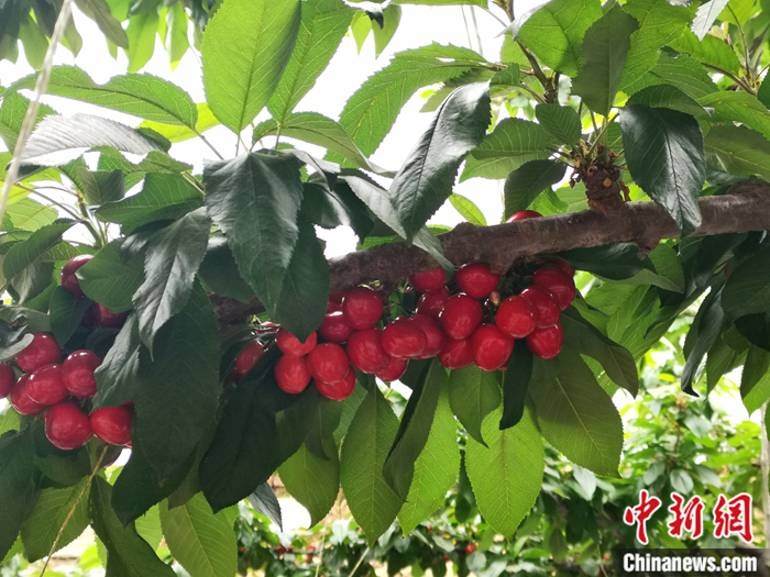 陜西省子長市盛宇現(xiàn)代農(nóng)業(yè)示范園內(nèi)，櫻桃鮮艷欲滴。<a target='_blank'  ><p  align=