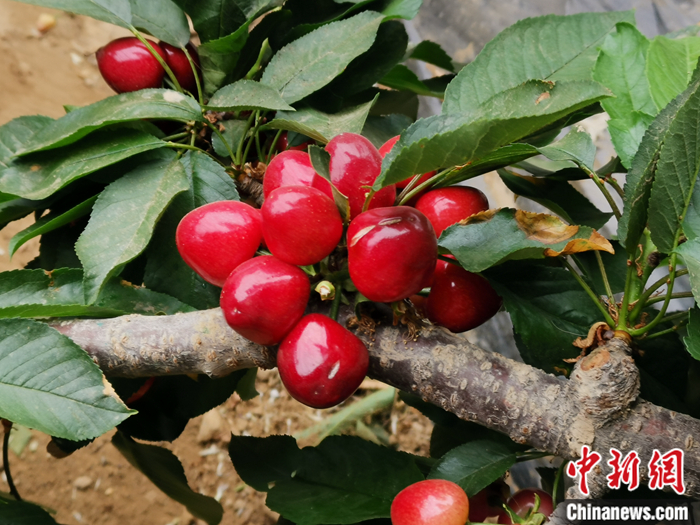 陜西省子長市盛宇現(xiàn)代農(nóng)業(yè)示范園內(nèi)，櫻桃鮮艷欲滴。<a target='_blank'  ><p  align=