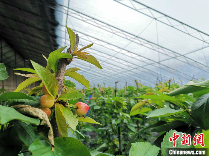 陜西省子長市盛宇現(xiàn)代農(nóng)業(yè)示范園櫻桃園區(qū)。<a target='_blank'  ><p  align=
