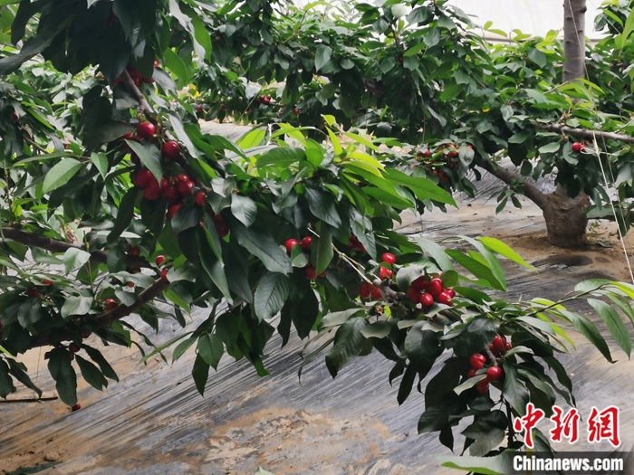 陜西省子長市盛宇現(xiàn)代農(nóng)業(yè)示范園內(nèi)，櫻桃鮮艷欲滴。<a target='_blank'  ><p  align=